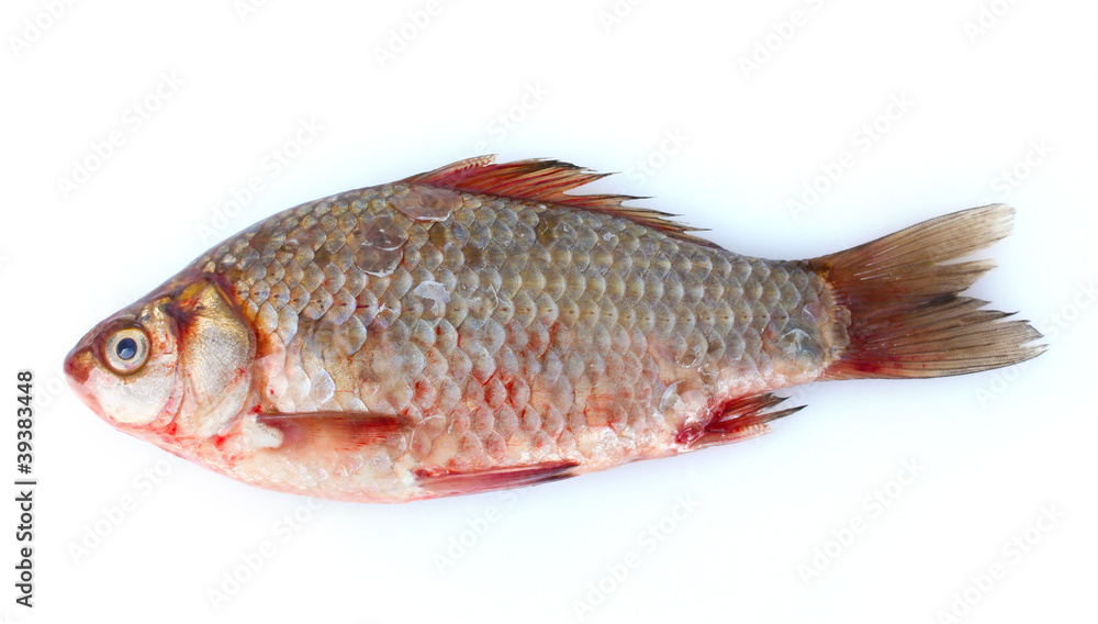 Fresh fish isolated on white
