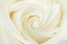 A Close-up Of A White Rose