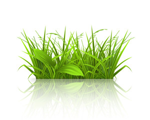 Wall Mural - Green grass