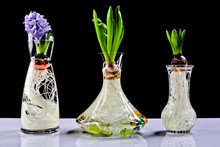 Growing Hyacinth Flower Bulb In Pot
