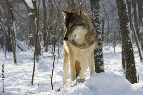 Board z aluminiowym obramowaniem Europejski wilk szary (canis lupus lupus)
