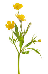 Canvas Print - three flowers of yellow buttercup