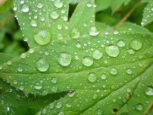 Dewdrops On A Leaf