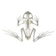 3d render of frog skeleton