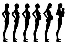 Stages Of Pregnancy Of The Woman