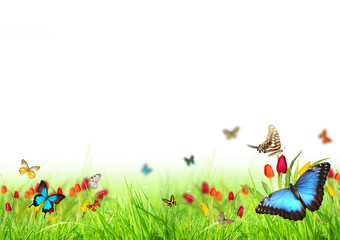 Beautiful spring meadow with butterflies on white background