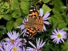 Butterfly Painted Lady (Vanessa Cardui) Drinking From Flowers.