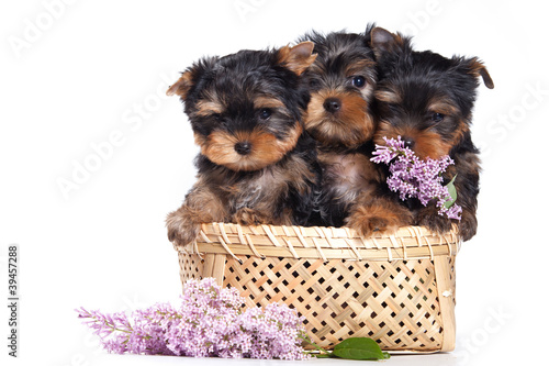 Naklejka ścienna Yorkshire terrier puppy on white