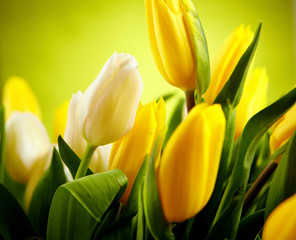 Fotomurales - Yellow and white tulip flowers with green copy space