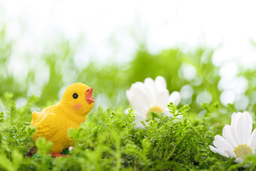 Wall Mural - Closeup of easter chick on meadow