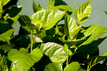 Mulberry tree leaves