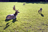 Fototapeta  - fallow-deer