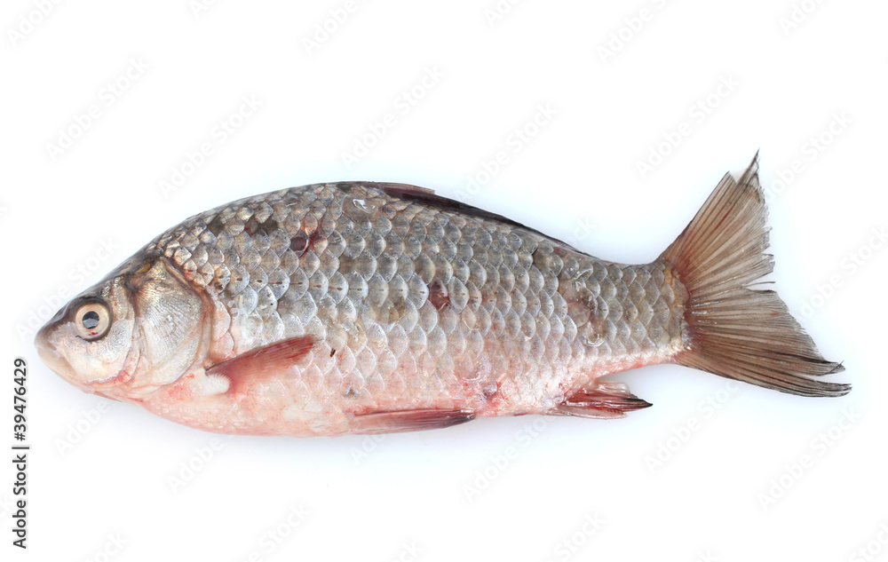 Fresh fish isolated on white