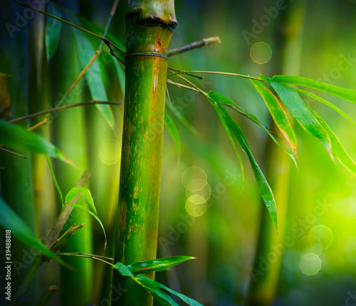 Naklejka na meble Bamboo