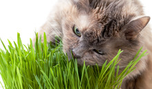 A Pet Cat Eating Fresh Grass, On A White Background.