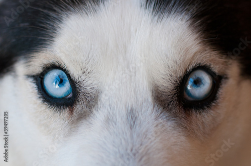 Board z aluminiowym obramowaniem Husky niebieskie oczy