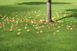 Pommes sous un pommier