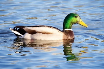 Drake Mallard