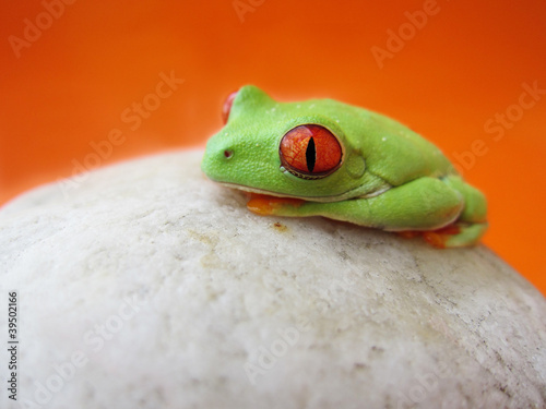 Obraz na płótnie canvas Rotaugenlaubfrosch 147 agalychnis callidryas
