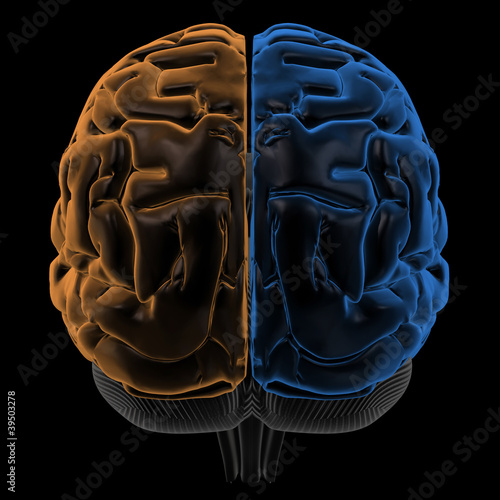 Fototapeta na wymiar Hemispheres of the brain back view