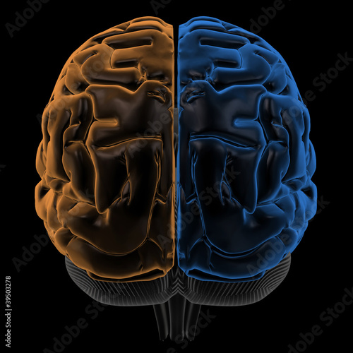 Naklejka na szybę Hemispheres of the brain back view