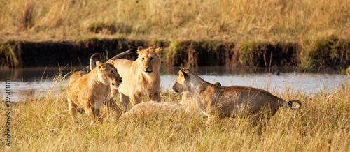 Board z aluminiowym obramowaniem Afrykańskie lwice w parku narodowym maasai mara, Kenia