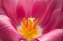 Pink Tulip Closeup