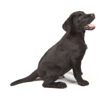 Black-Labrador Retriever Puppy