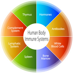 Poster - Human Body Immune Systems Chart