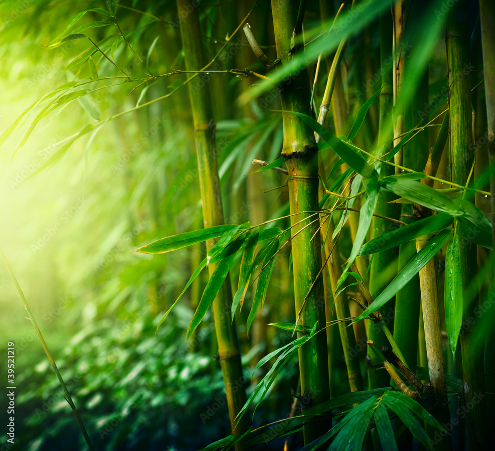 Bamboo - obrazy, fototapety, plakaty 