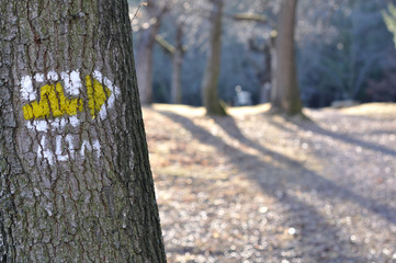 tourist trail with yellow sign on the tree