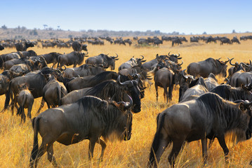Wall Mural - wildebeest antelopes in the savannah