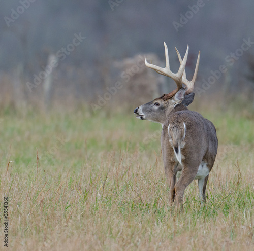Board z aluminiowym obramowaniem Jeleń whitetail buck w polu mglisty