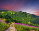 Fototapeta Kwiaty - Beautiful summer landscape in the mountains with pink flowers. S