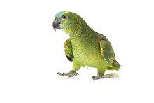 Blue Fronted Amazon Parrot On White Background