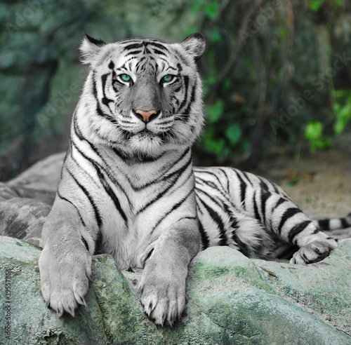 Naklejka ścienna WHITE TIGER on a rock in zoo