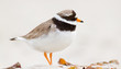A ringed plover