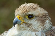 © michaklootwijk - A close-up of a falcon