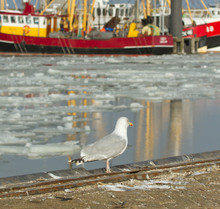 A Herring Gull With A Fishing Boat