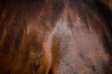 Fototapeta Konie - Skin of bay horse