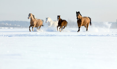 Obraz na płótnie natura jazda konna koń