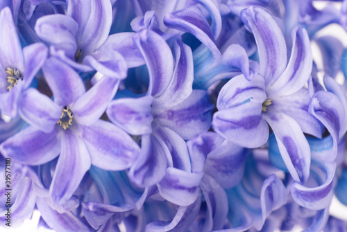 Tapeta ścienna Niebieskie hyacinthes