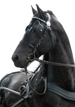 Portrait Black Friesian Horse Carriage Driving