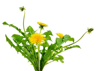 Wall Mural - dandelion