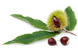 sweet chestnut fruit half split with seeds and leaves on white