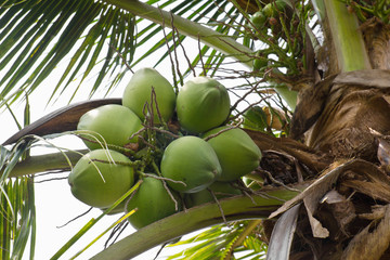 Wall Mural - Coconut tree