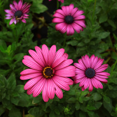 Wall Mural - daisy flower