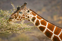 Graceful Giraffe Eating Branch Of The Tree , Samburu, Kenya