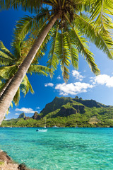 Palm Trees on Shoreline of Ocean at Moorea