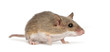 African Pygmy Mouse - Mus minutoides, the smallest of all rodent